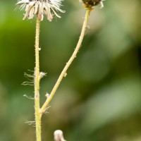 Orange Hawkweed, Fox and Cubs